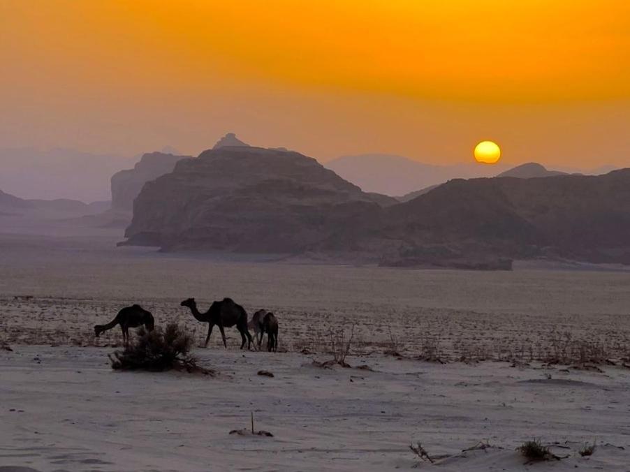 White Desert Camp Wadi Rum Eksteriør bilde